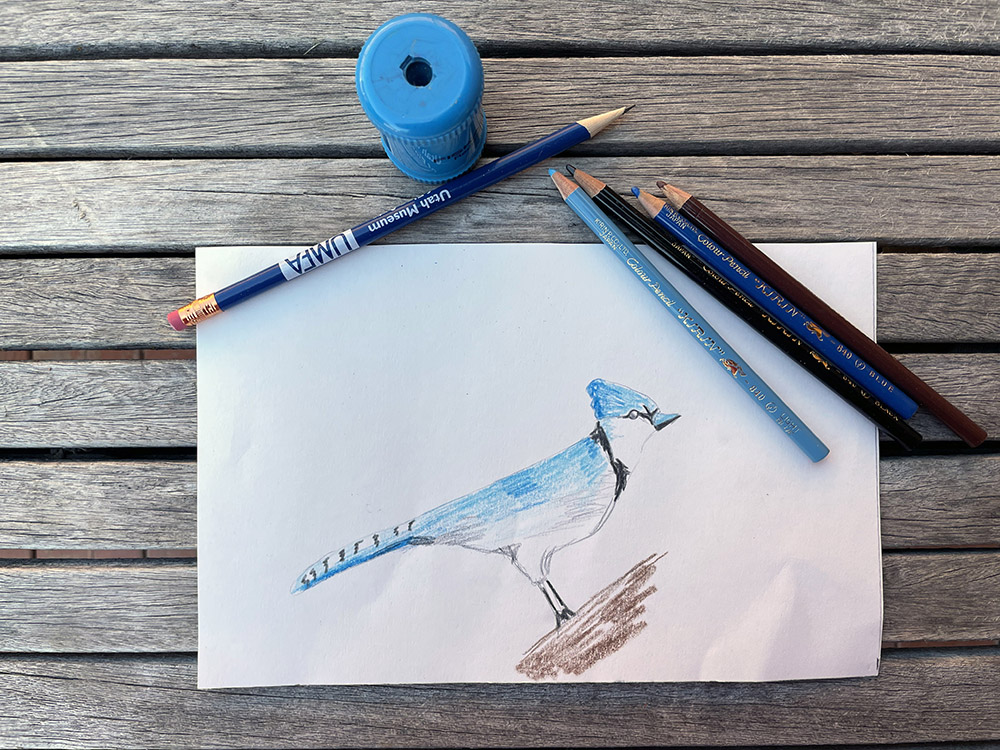 drawing of a blue bird with colored pencils 