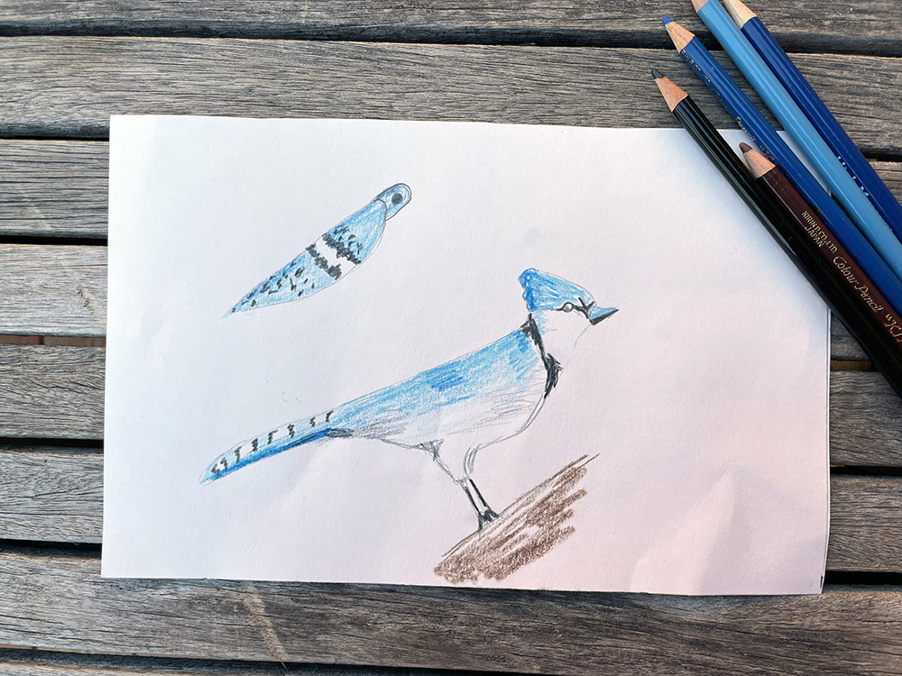 drawing of a blue bird with a separate wing on the page 