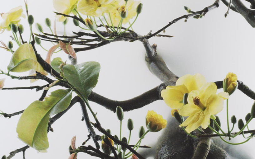 Yellow flowers bloom surrounded by mist.