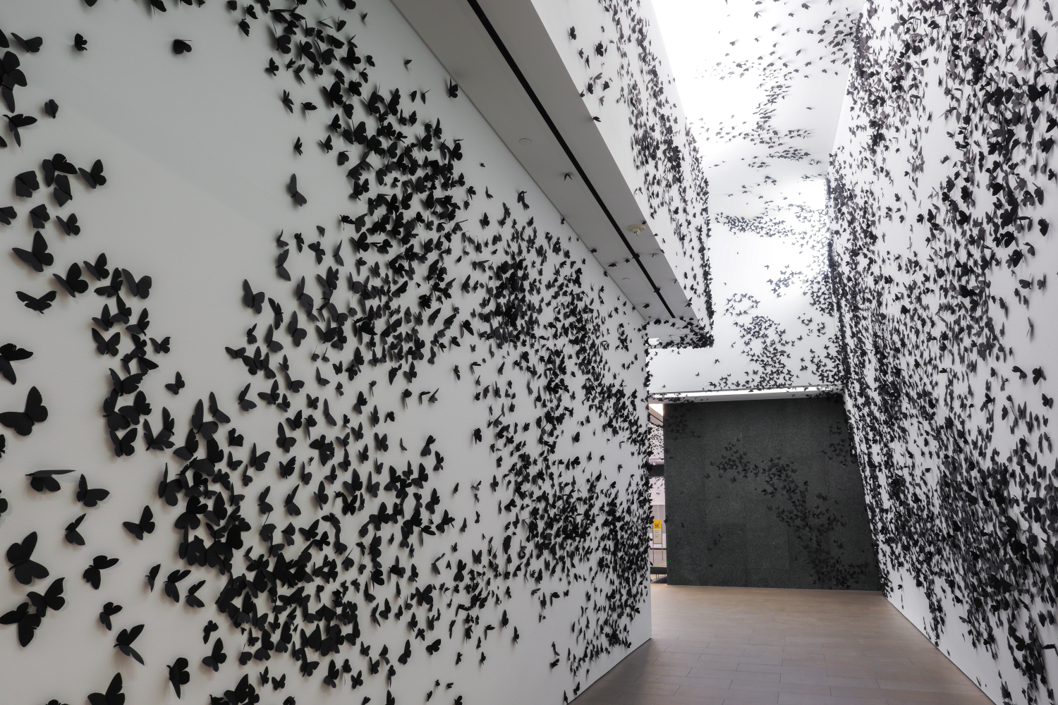 Black paper butterflies line white walls and ceiling at the Phoenix Art Museum.