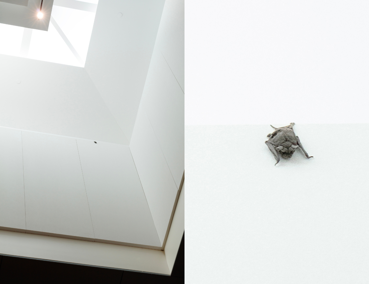 Two images side by side. One zoomed out photo of the wall and ceiling of the great hall with a small dark speck, and a zoomed in photograph of a grey bat sleeping upside down.