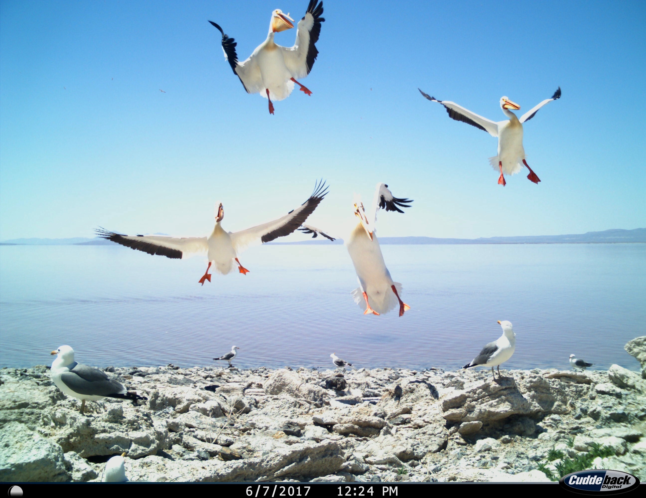 PELIcam Image courtesy Great Salt Lake Institute at Westminster College and the Utah Division of Wildlife Resources