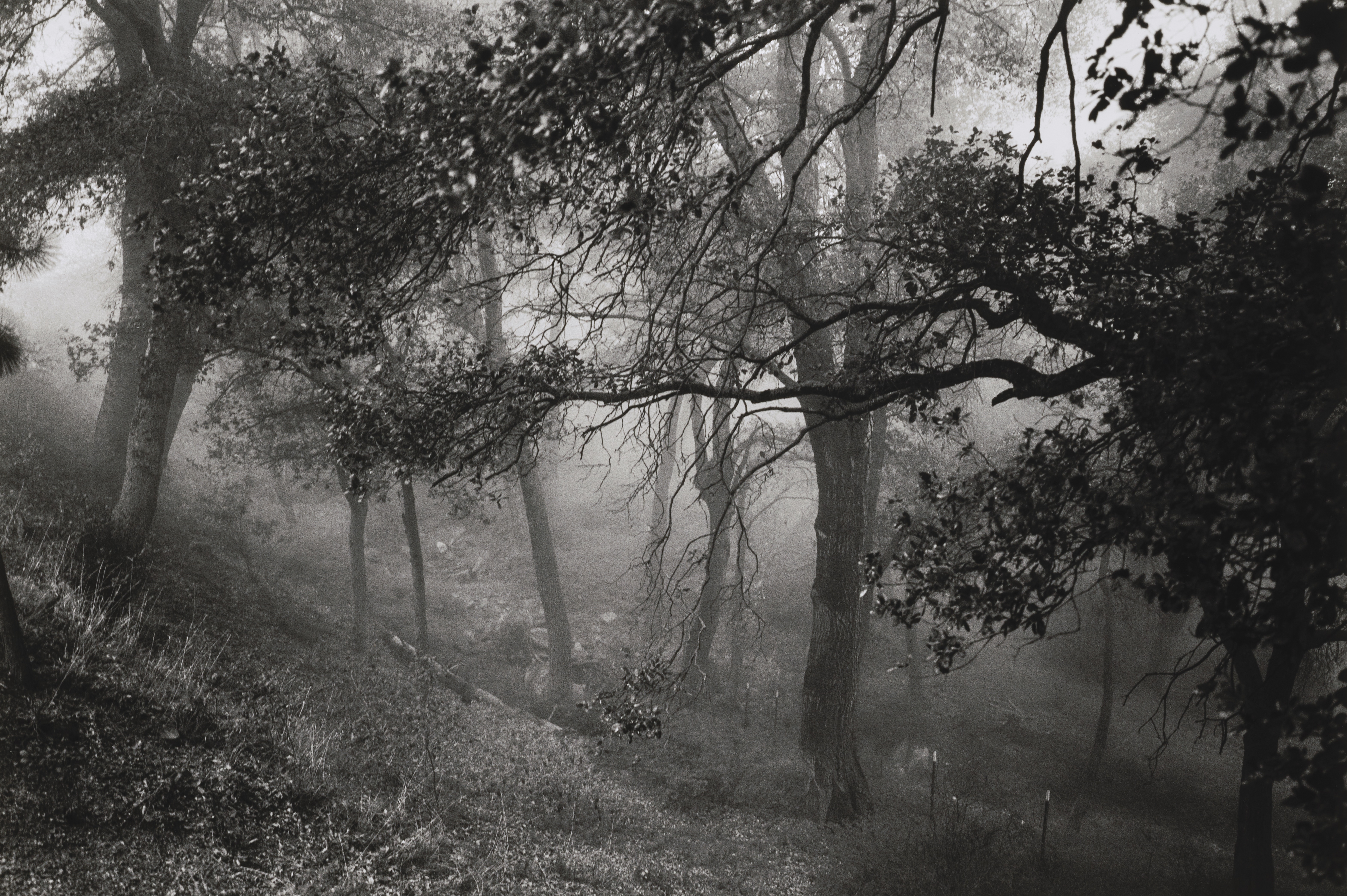 a black and white photo of a misty forest scene