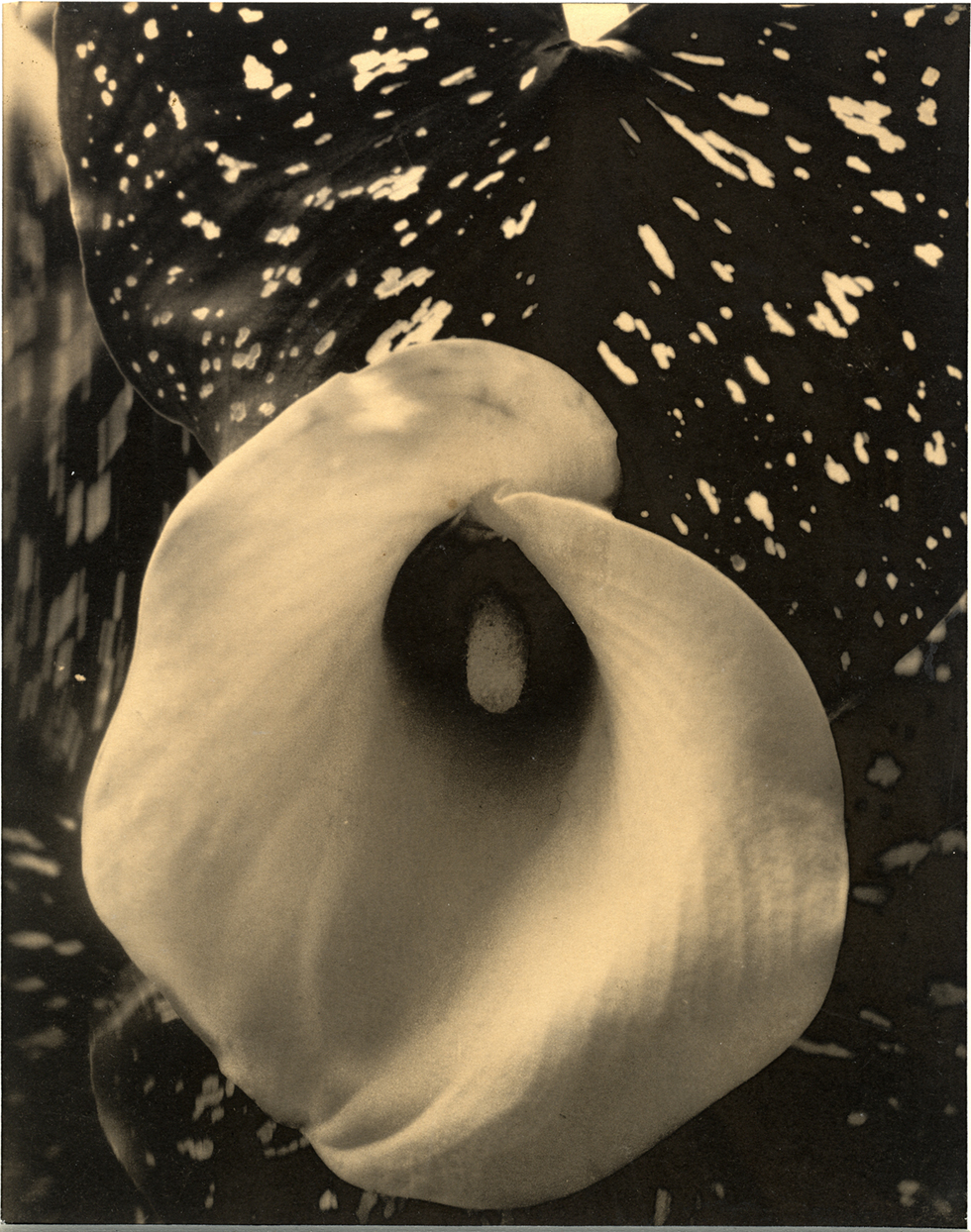 A soft black and white photograph of a lily.