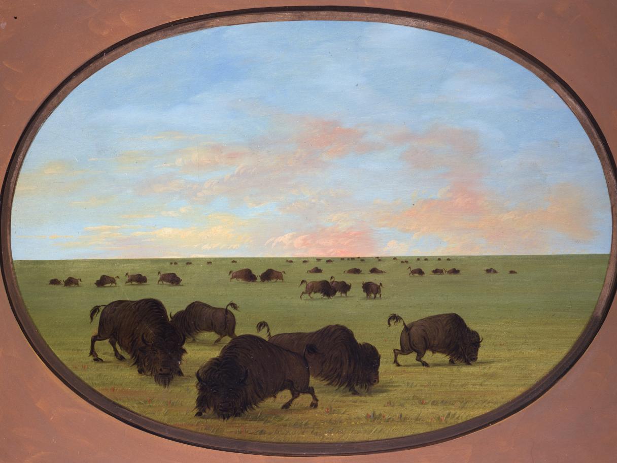 George Catlin (American, 1796-1872), Buffaloes (Bulls and Cows) Grazing in the Prairie, ca. 1855-1870, oil on paperboard, 23 x 28.125 inches (frame), Buffalo Bill Center of the West, Cody, Wyoming, USA, gift of Paul Mellon, 27.86