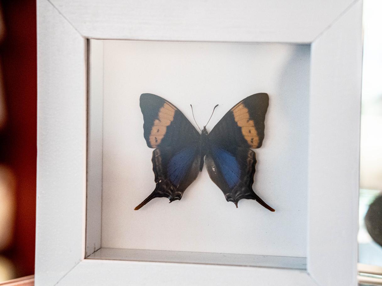 a butterfly specimen mounted in a white frame 