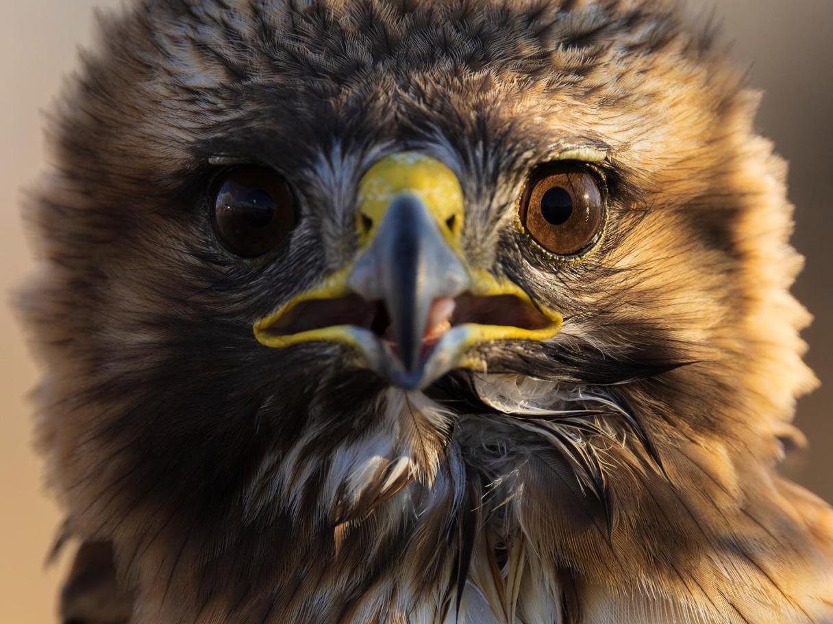 Up close image of a red tailed hawk's face with brown feathers and yellow and black beak