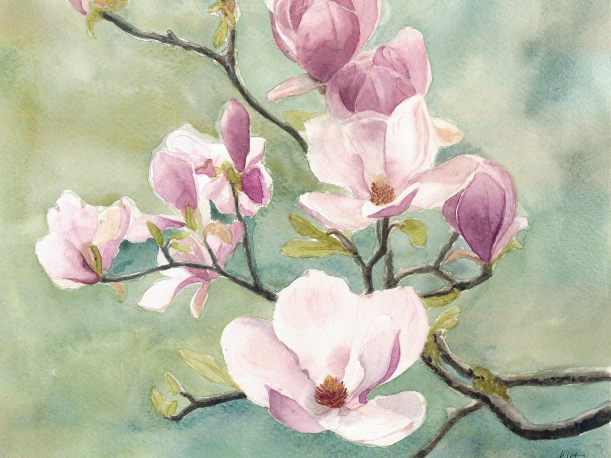 Watercolor art of pink magnolias on a thin brown branch with light green leaves and a blue and green watercolor background