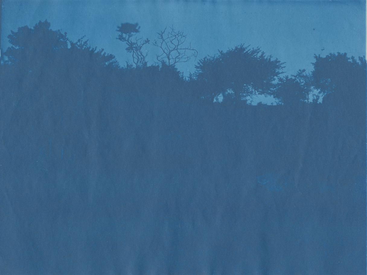 A blue photograph of silhouetted trees