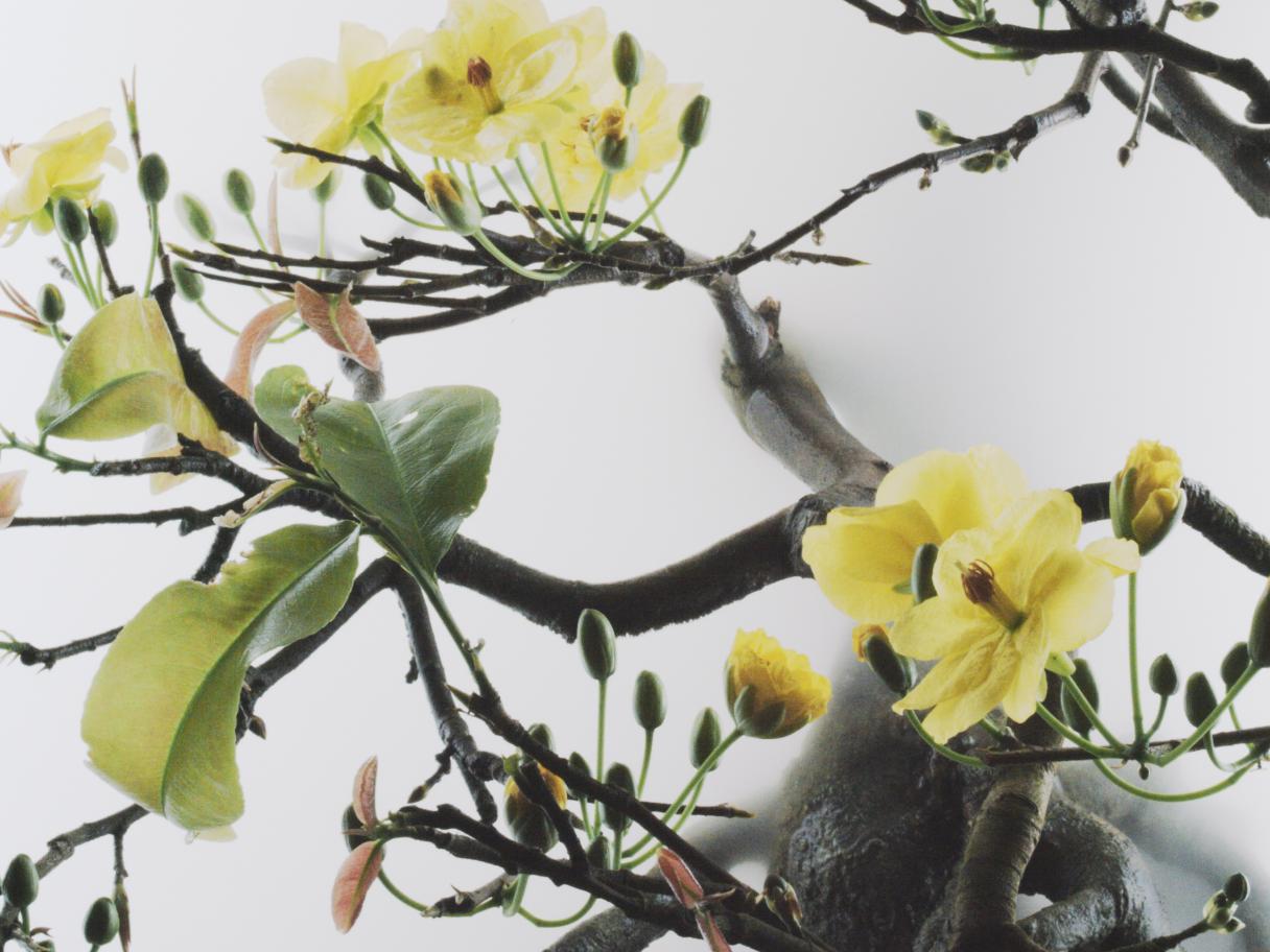 Yellow flowers bloom surrounded by mist.