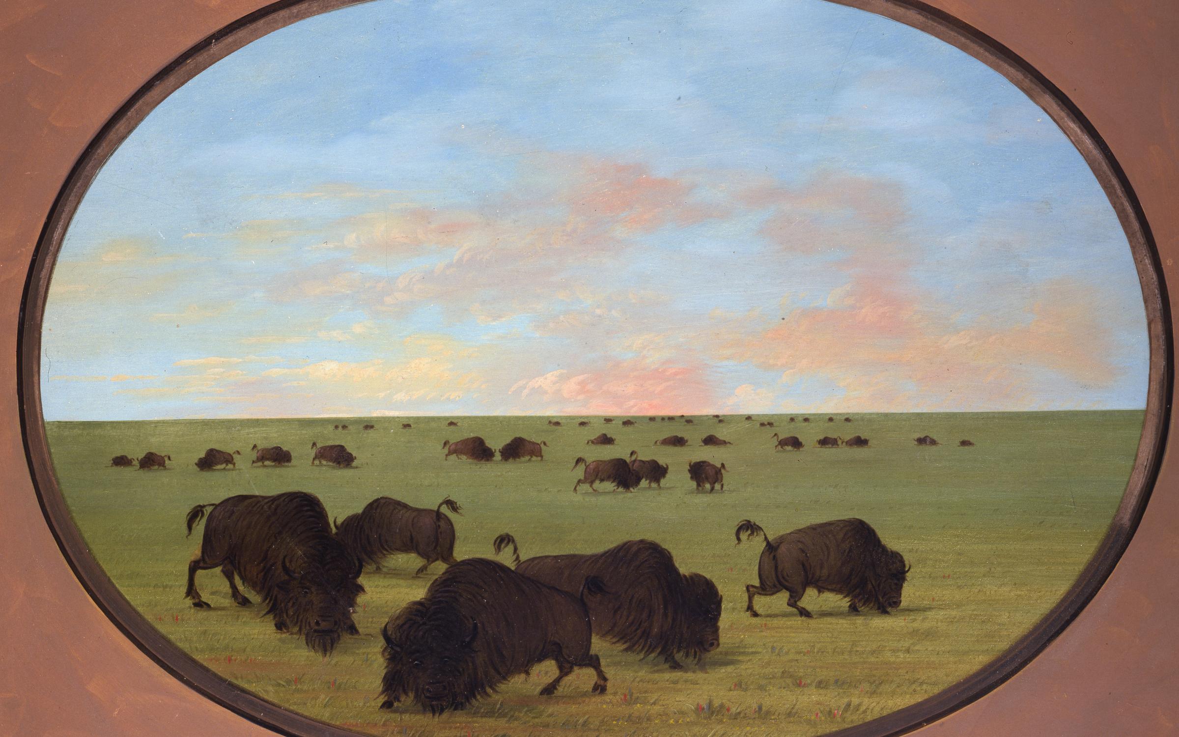 BUFFALOES George Catlin (American, 1796-1872), Buffaloes (Bulls and Cows) Grazing in the Prairie, ca. 1855-1870, oil on paperboard, 23 x 28.125 inches (frame), Buffalo Bill Center of the West, Cody, Wyoming, USA, gift of Paul Mellon, 27.86