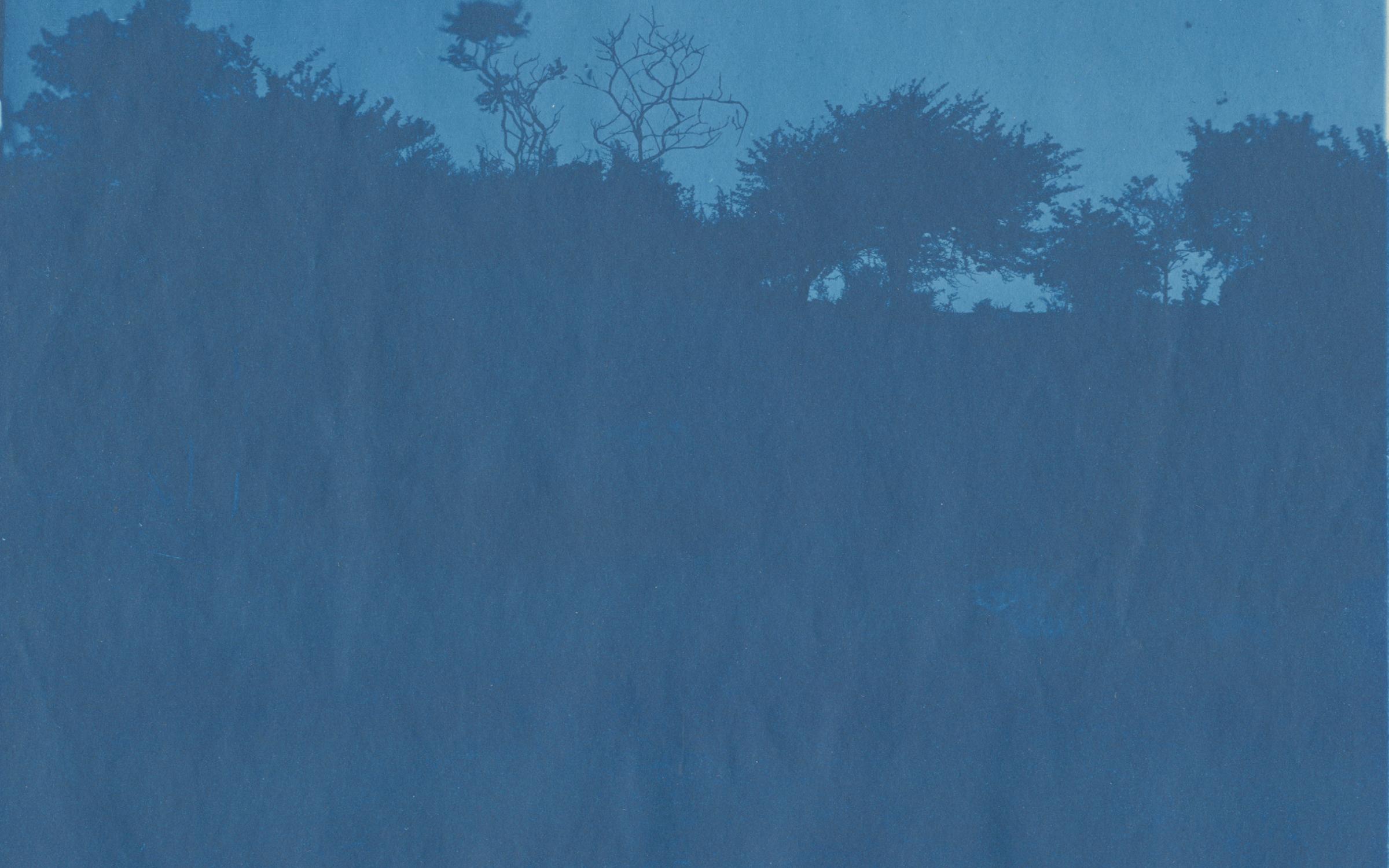 A blue photograph of silhouetted trees