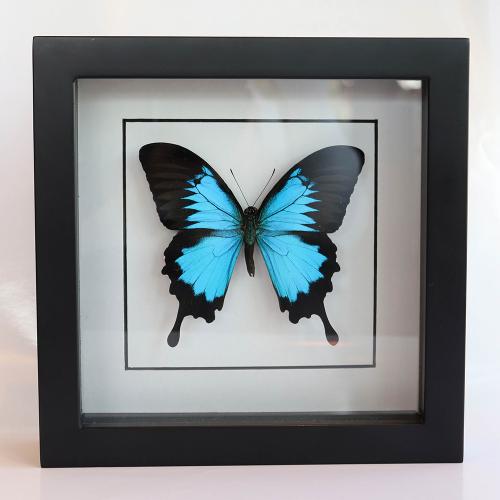 blue and black butterfly mounted in a black frame on a white matboard