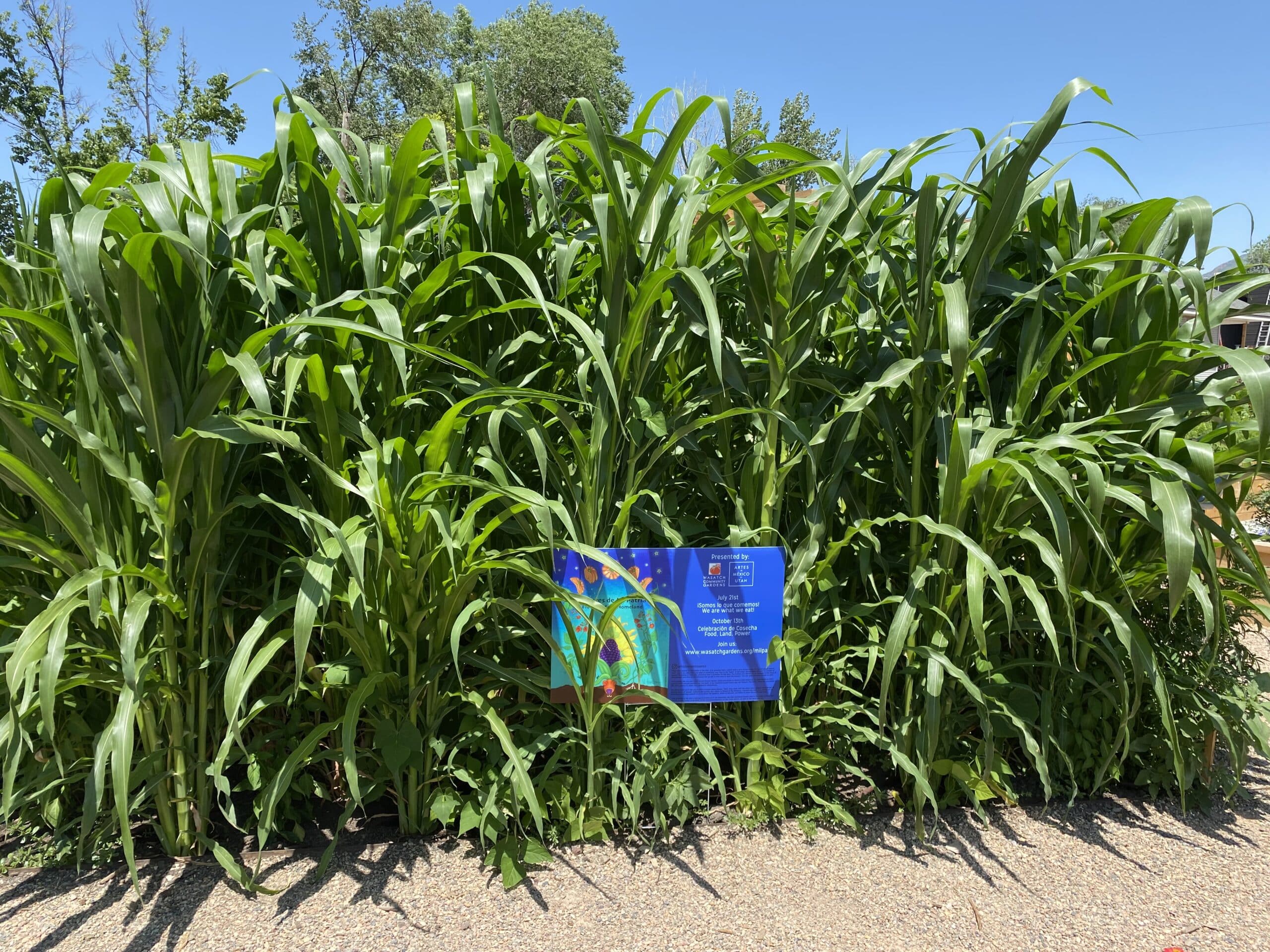 Community Interview: Ana Martinez