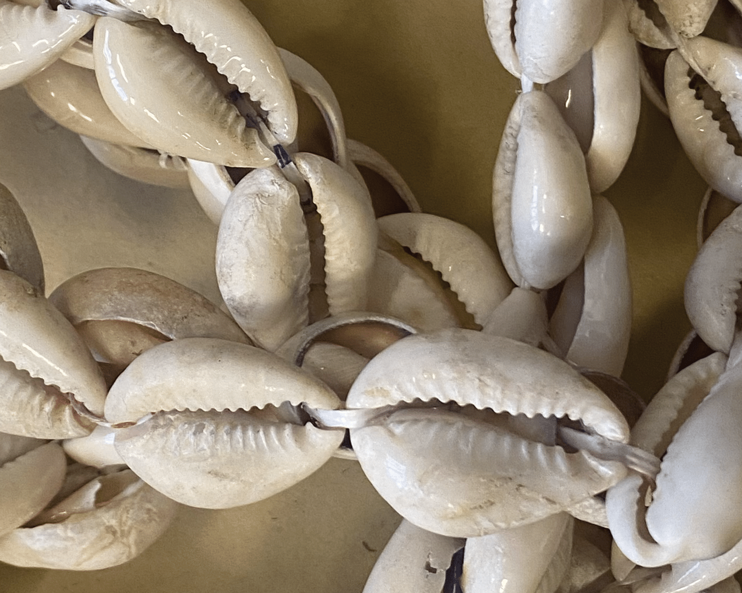 A close-up of several white and light brown cowrie shells strung together, showing their glossy, ridged surfaces and central openings.