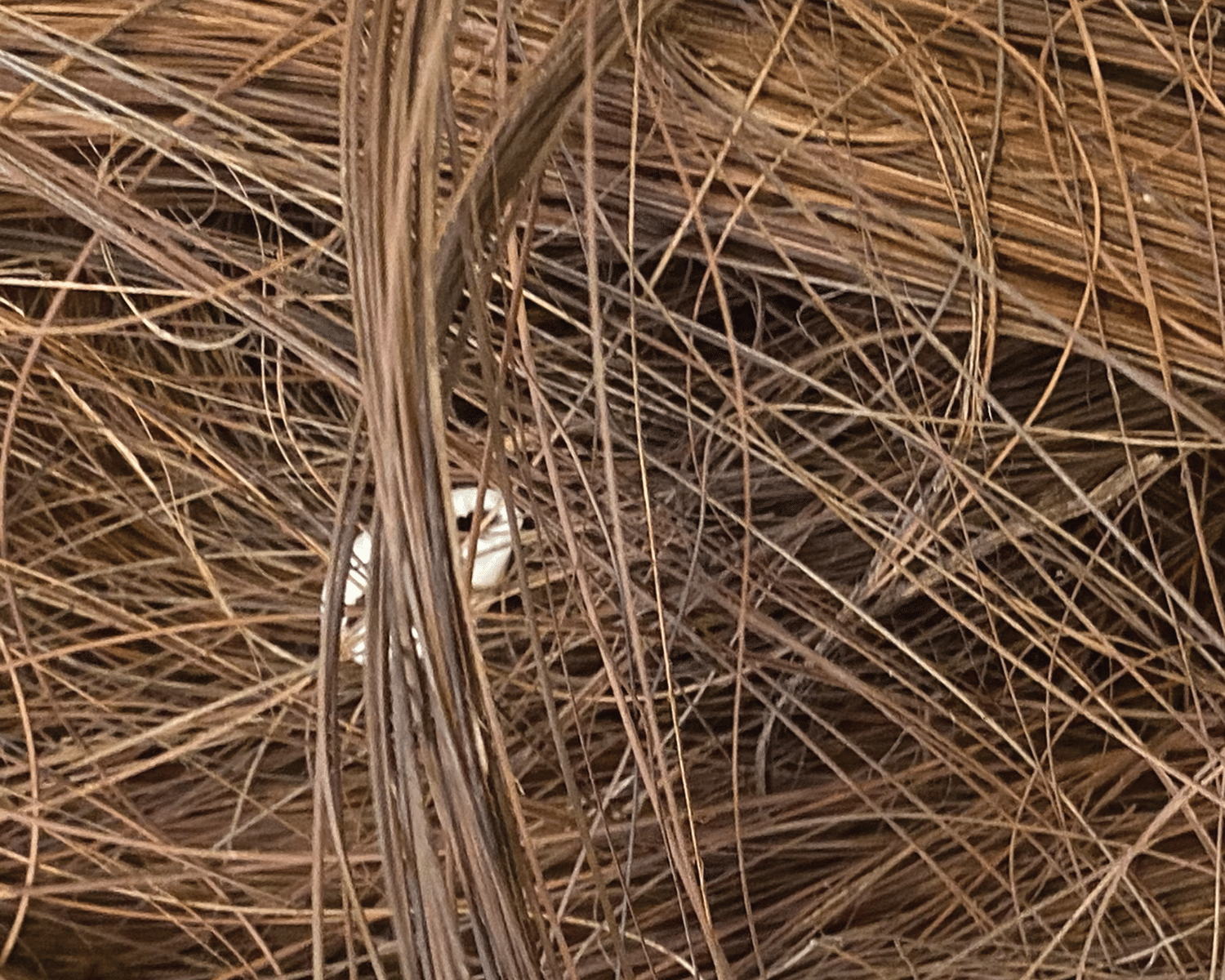 A close-up of a dense tangle of dry, brown grass or straw-like fibers.